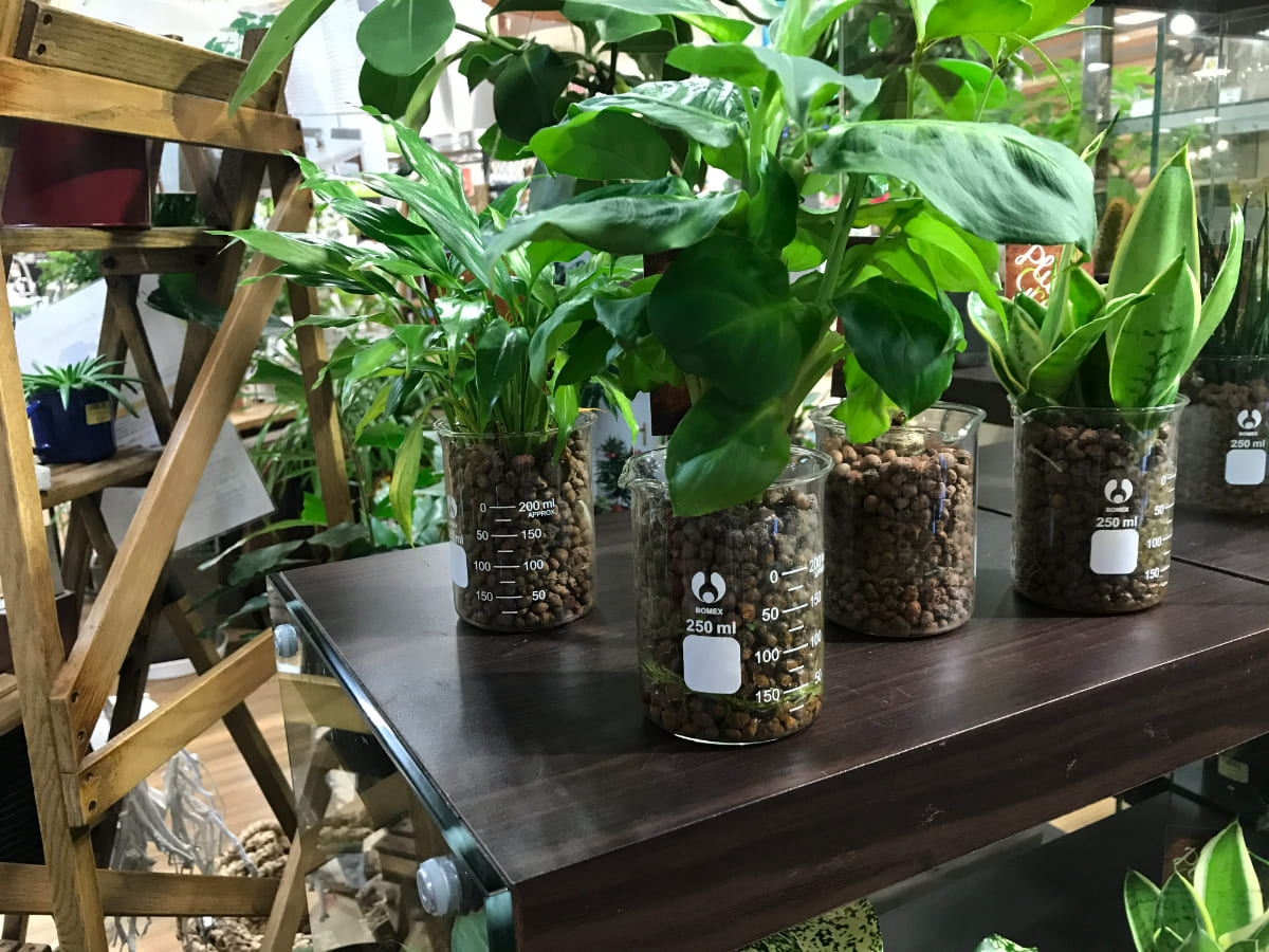 観葉植物