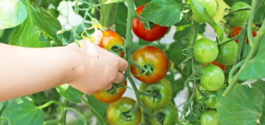 子どもと育てる